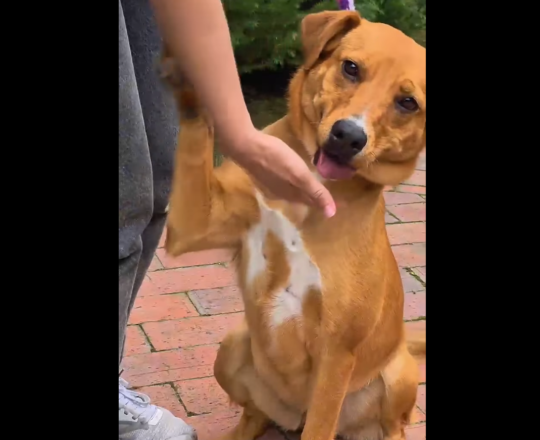 Honie busca un hogar en |Cajicá| lleno de |amor| y aventuras + Video