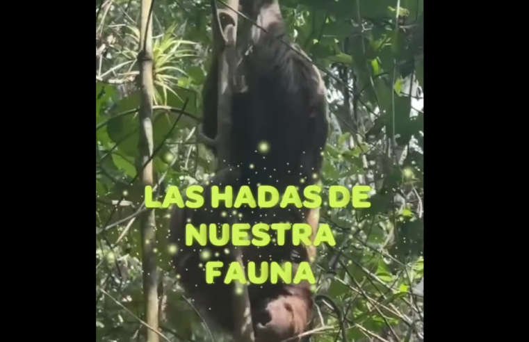 |CAR| advierte sobre los riesgos de tener |fauna silvestre| como |mascota| + Video
