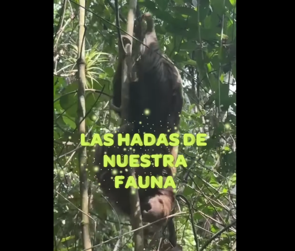 |CAR| advierte sobre los riesgos de tener |fauna silvestre| como |mascota| + Video