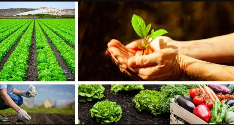 Abren |convocatoria| para apoyar a productores agroalimentarios en la obtención del registro |INVIMA| + Video
