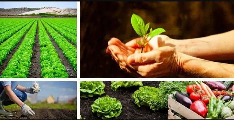 Abren |convocatoria| para apoyar a productores agroalimentarios en la obtención del registro |INVIMA| + Video