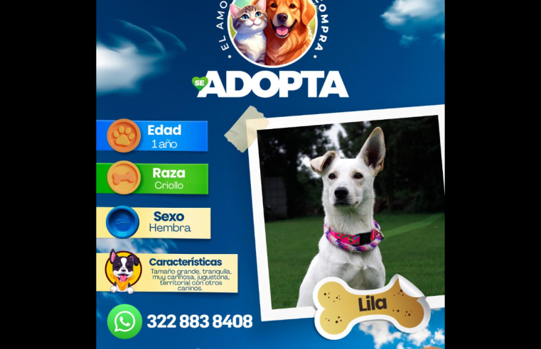 |Lila| busca un hogar lleno de amor en |Cajicá|