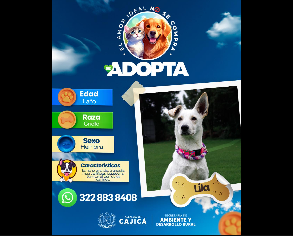 |Lila| busca un hogar lleno de amor en |Cajicá|