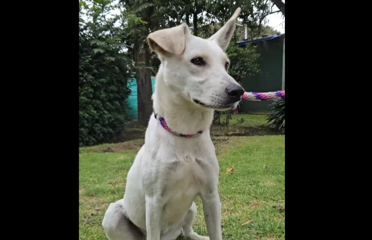 Lila busca un hogar lleno de amor y espacio para ser feliz en |Cajicá| + Video