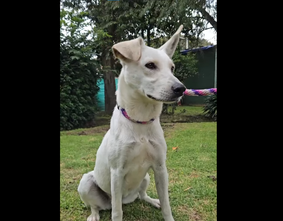 Lila busca un hogar lleno de amor y espacio para ser feliz en |Cajicá| + Video