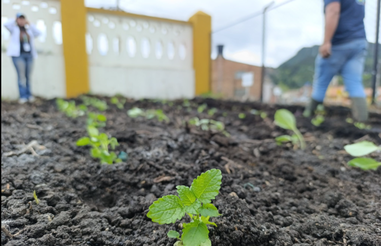 |Tausa| y |Susa| impulsan |huertas orgánicas| para fortalecer la educación ambiental y la |economía local|