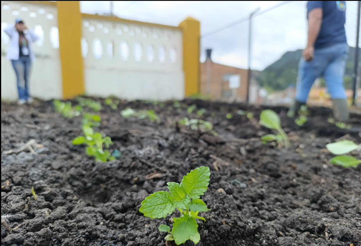 |Tausa| y |Susa| impulsan |huertas orgánicas| para fortalecer la educación ambiental y la |economía local|