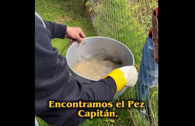 Descubren |pez capitán| en el humedal del |Jardín Botánico| de |Tabio| durante jornada de conservación + Video