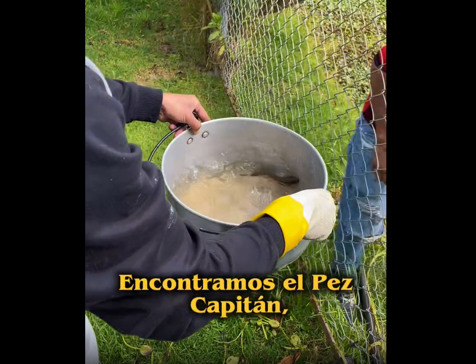 Descubren |pez capitán| en el humedal del |Jardín Botánico| de |Tabio| durante jornada de conservación + Video