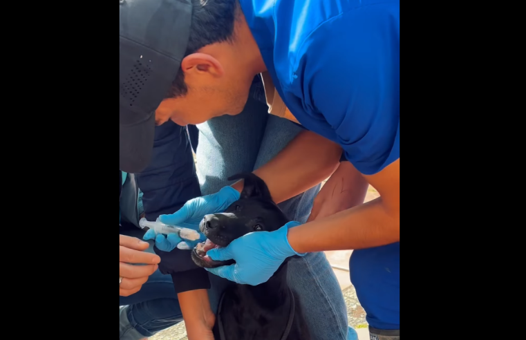 |Nemocón| fortalece su compromiso con la protección y el |bienestar animal| + Video