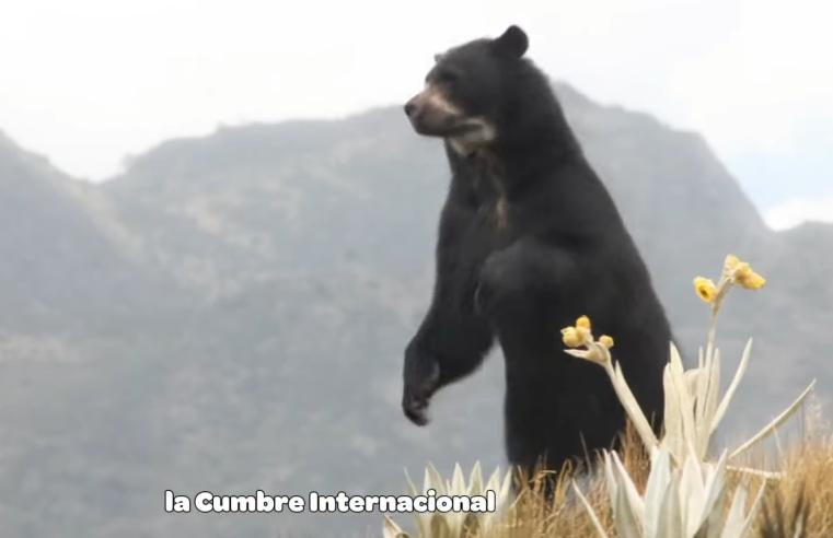 |Cumbre Ambiental| 2025 inicia mañana en |Bogotá| + Video