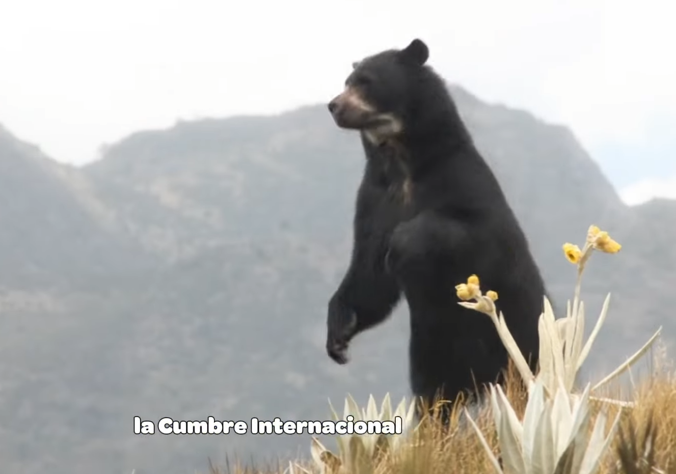 |Cumbre Ambiental| 2025 inicia mañana en |Bogotá| + Video