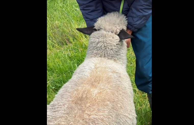 |Nemocón| comparte recomendaciones para el cuidado de |ovinos| + Video