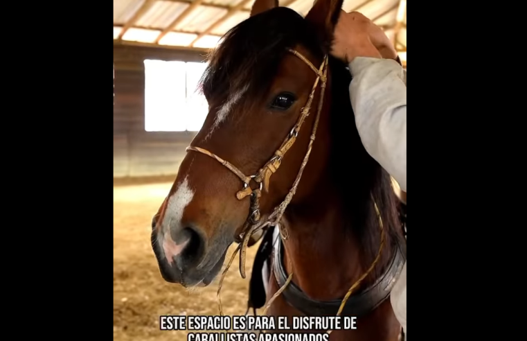 |Tenjo| será sede de la |Feria Equina| Grado B en |ExpoTenjo| 2025 + Video