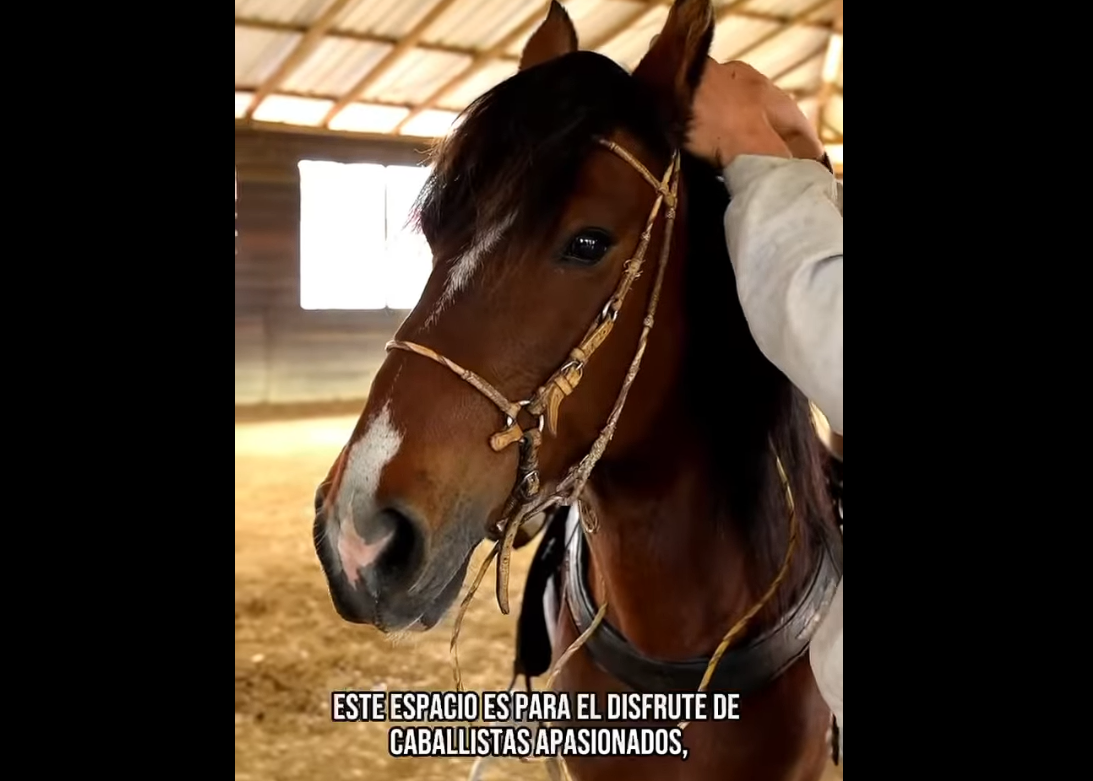 |Tenjo| será sede de la |Feria Equina| Grado B en |ExpoTenjo| 2025 + Video