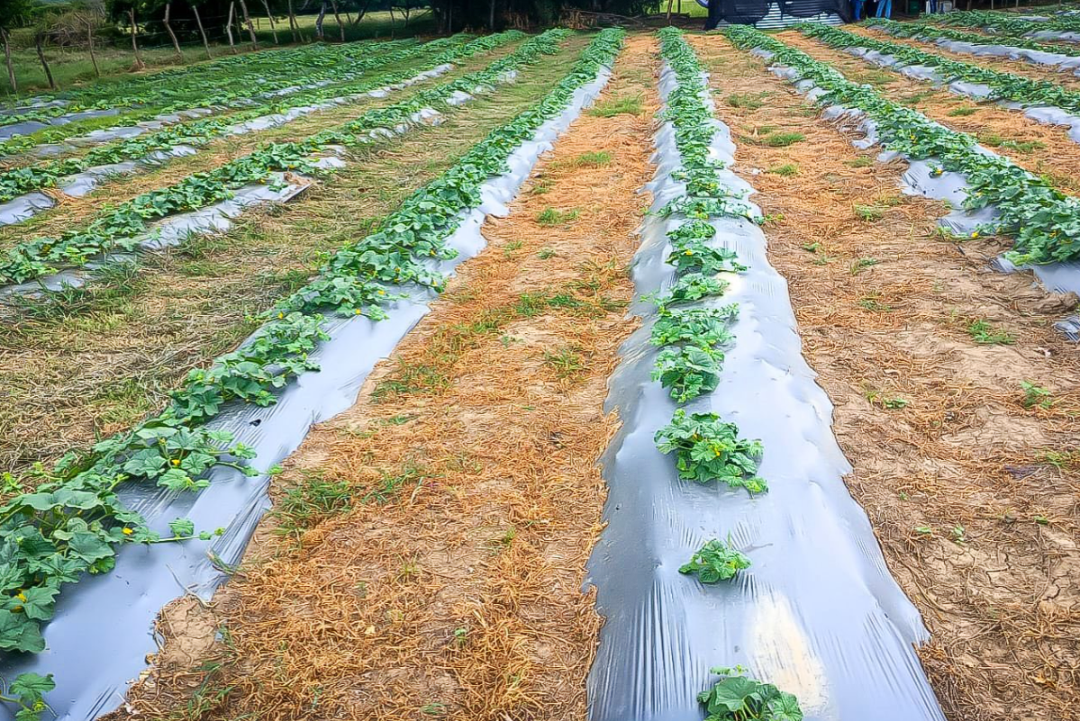 |Cundinamarca| avanza en sustitución de la producción de |carbón vegetal| con |proyectos agrícolas sostenibles|
