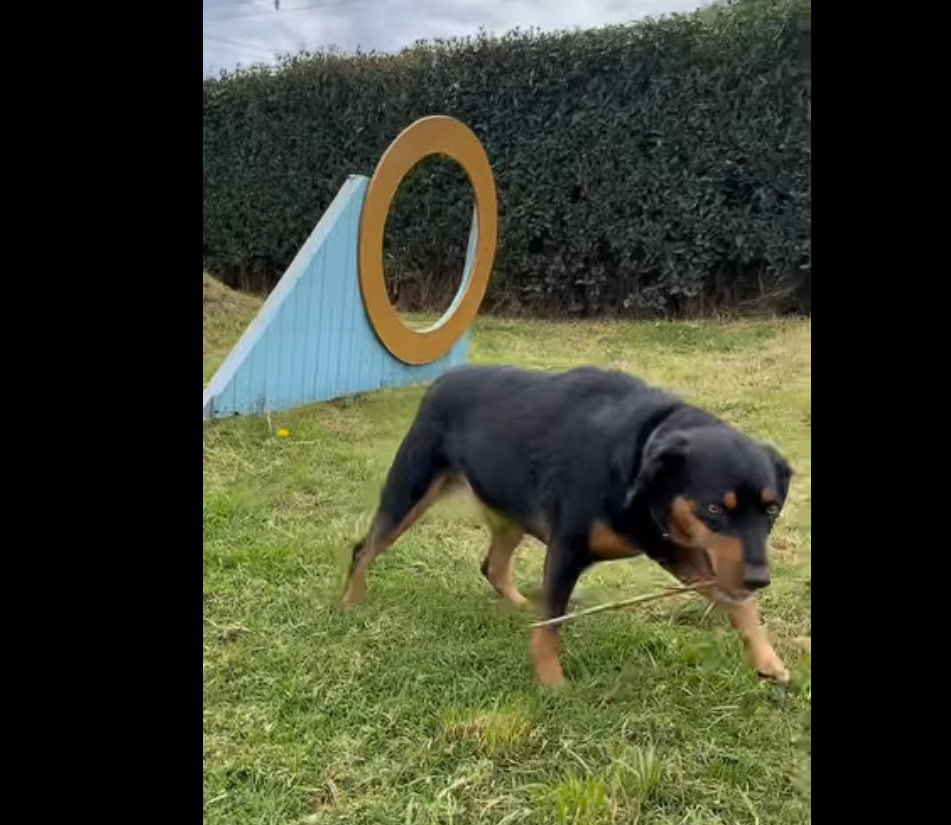 |Sopó| celebrará el |Día de la Mascota| con jornada de |bienestar| y recreación + Video
