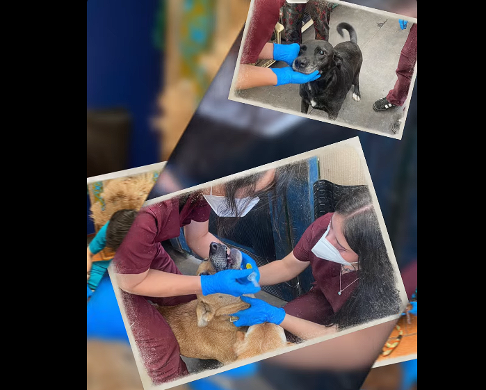 |Tabio| conmemoró el |Día Mundial de los Animales| con jornada de bienestar para mascotas + Video