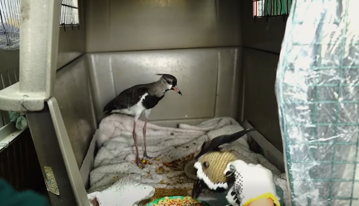|Cundinamarca| celebra el Día Mundial de los Animales destacando la labor de |rescate y rehabilitación| de |fauna silvestre| + Video
