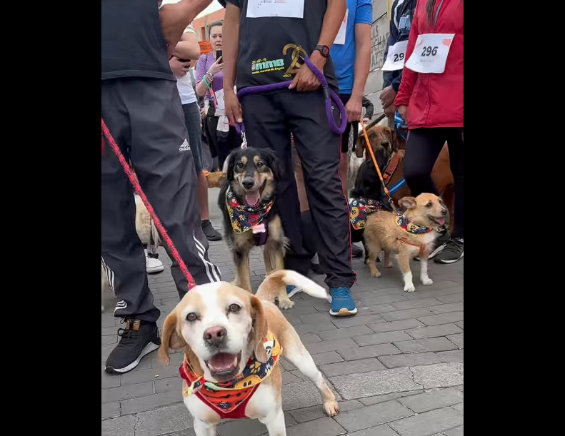 🐾 Más de 600 |mascotas| participaron en la primera edición del |Canicross| en el municipio de |Chía| + Video