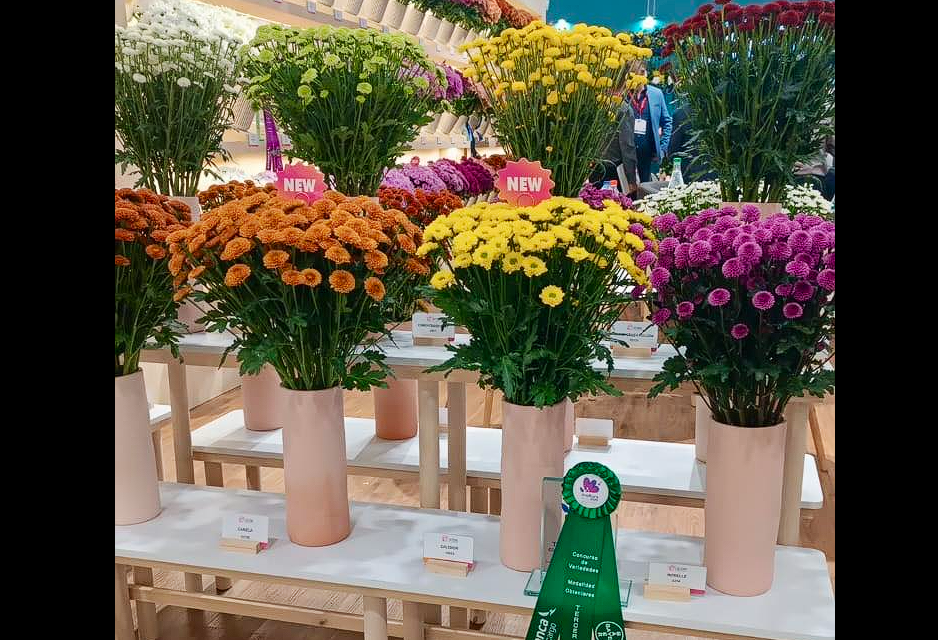 🌸 |Cundinamarca| brilló en |Proflora 2025| con su liderazgo y |diversidad floral|