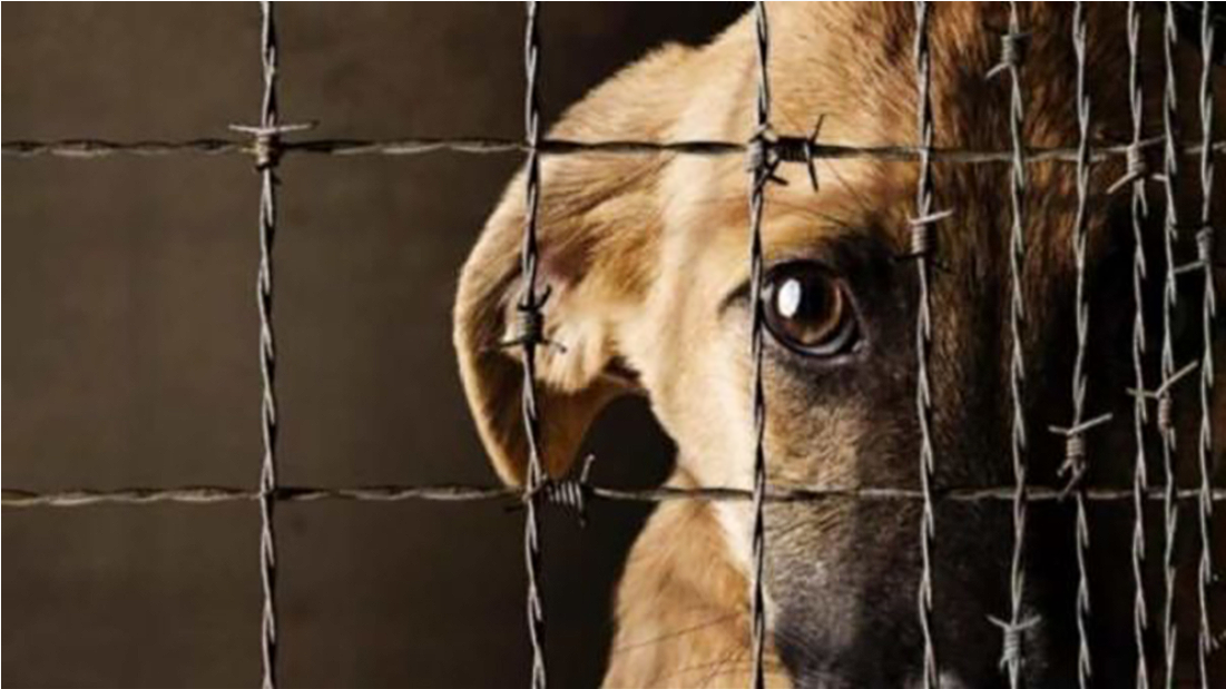 Autoridades investigan presunto caso de |maltrato animal| en el municipio de |Cajicá| + Video