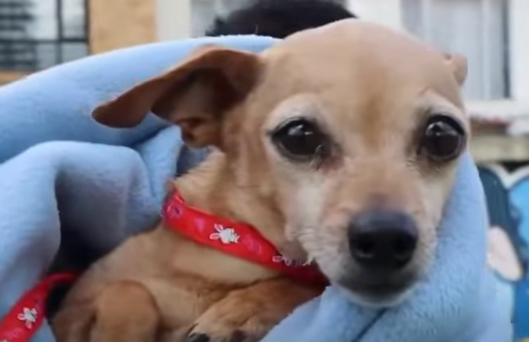 |Cajicá| promueve |jornada gratuita| de |esterilización| para |perros| y |gatos| + Video