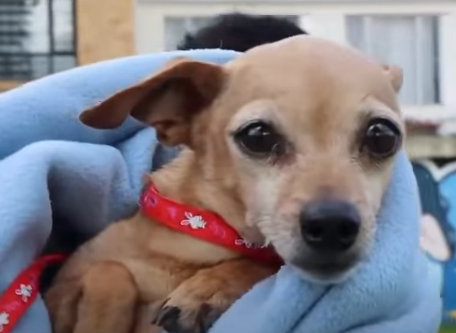 |Cajicá| promueve |jornada gratuita| de |esterilización| para |perros| y |gatos| + Video