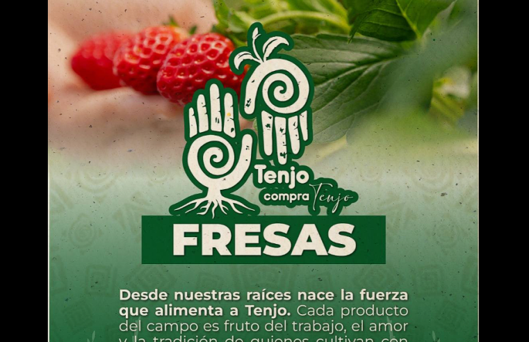 Las fresas de |Tenjo|, símbolo de tradición y |orgullo campesino|