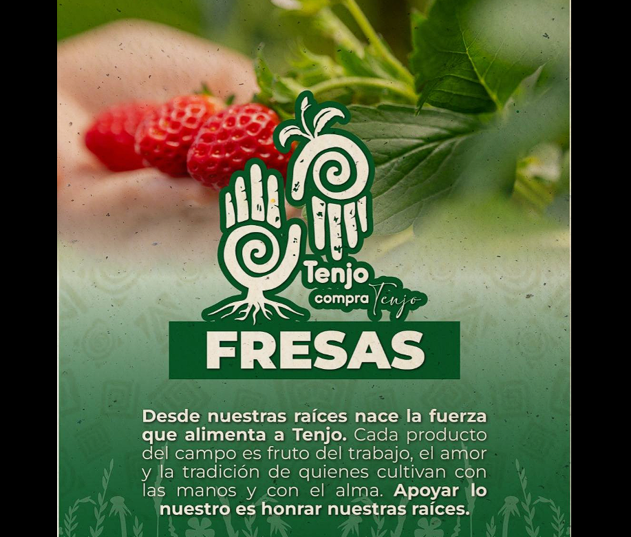 Las fresas de |Tenjo|, símbolo de tradición y |orgullo campesino|