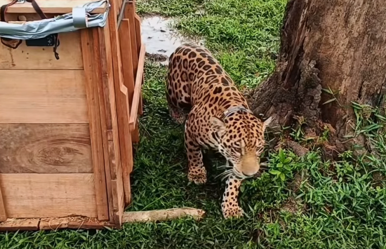 La |CAR| libera |jaguar| con collar satelital para su monitoreo en la |Orinoquía| + Video