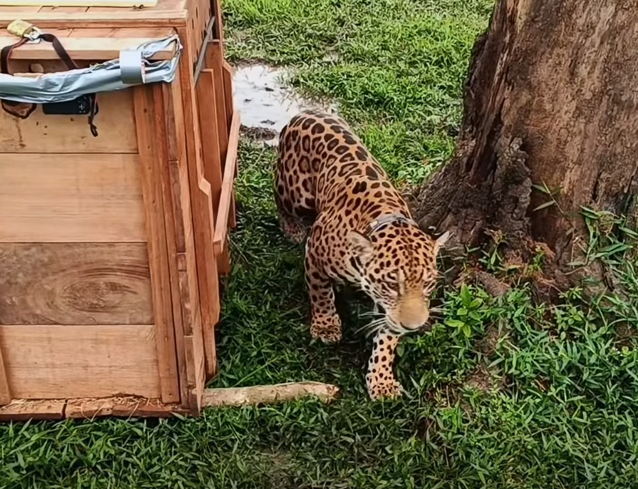 La |CAR| libera |jaguar| con collar satelital para su monitoreo en la |Orinoquía| + Video