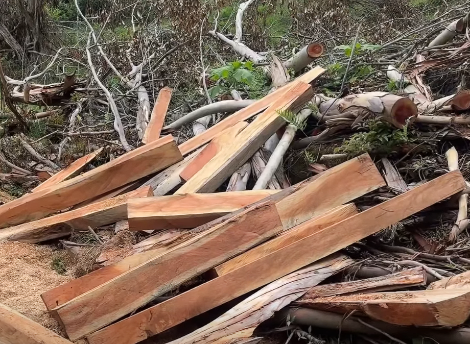 |CAR| y |Policía Nacional| incautan más de 500 unidades de madera extraídas ilegalmente en |Susa y |Pacho| + Video