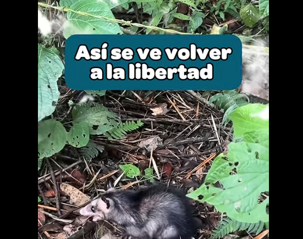 Once |animales silvestres| regresan a su hábitat natural en los |bosques de Pacho| + Video