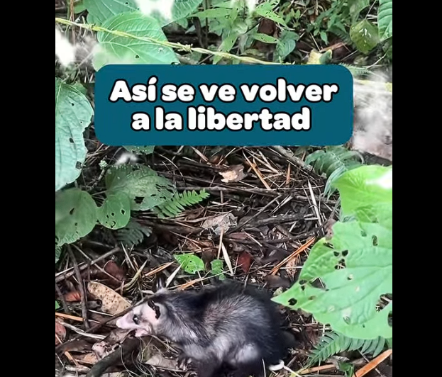 Once |animales silvestres| regresan a su hábitat natural en los |bosques de Pacho| + Video
