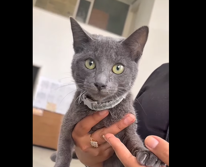 |Zipaquirá| invita a las |jornadas de vacunación| antirrábica para |perros| y |gatos| + Video