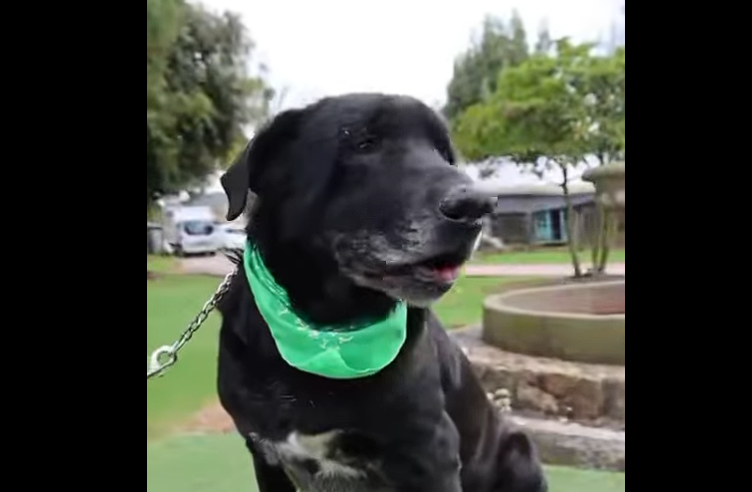 Polo, el |Labrador| que Sigue Buscando un |Hogar| + Video