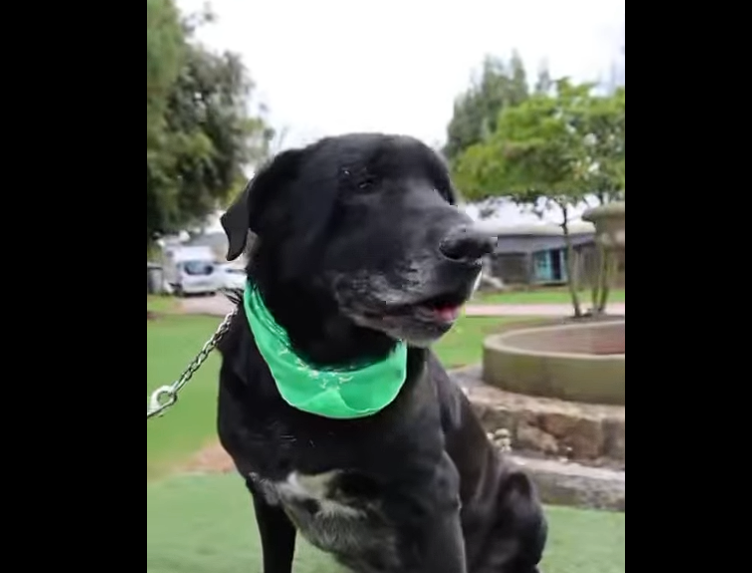 Polo, el |Labrador| que Sigue Buscando un |Hogar| + Video