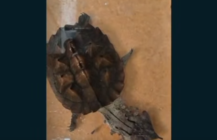 Recuperación de |especies silvestres| en |Funza| tras |denuncia ciudadana| + Video