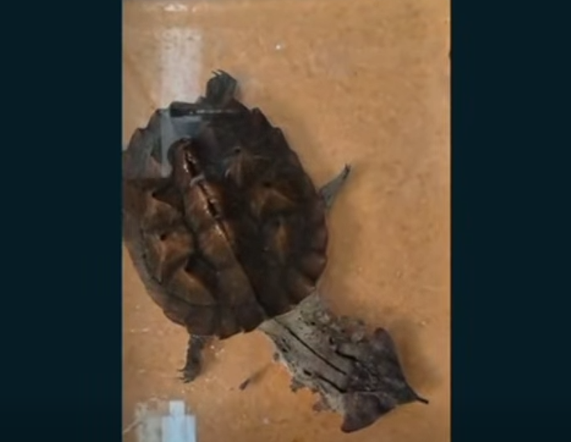 Recuperación de |especies silvestres| en |Funza| tras |denuncia ciudadana| + Video