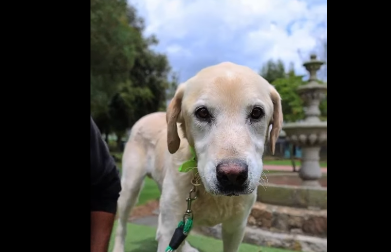 |Loki|, un gigante de nobleza que busca un |nuevo hogar| + Video
