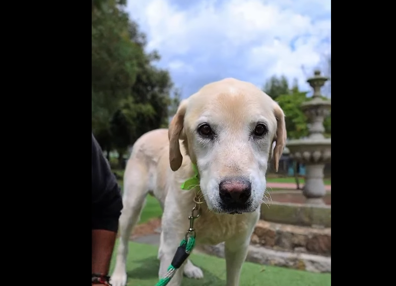 |Loki|, un gigante de nobleza que busca un |nuevo hogar| + Video