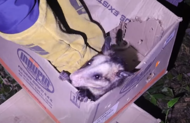 Liberados 32 |animales silvestres| recuperados del |tráfico ilegal| + Video