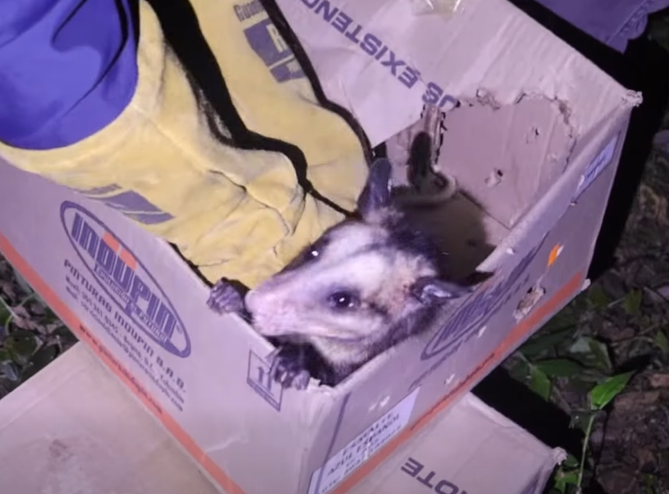 Liberados 32 |animales silvestres| recuperados del |tráfico ilegal| + Video