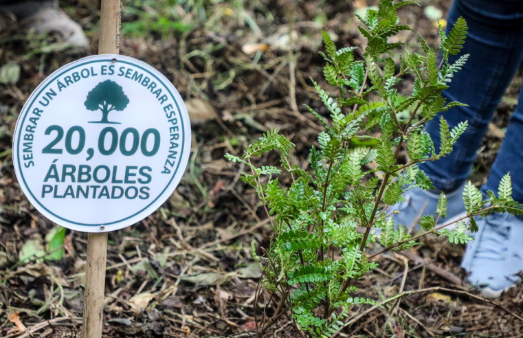 |Chía| y el |Colegio Rochester| alcanzan la meta de 20 mil árboles sembrados