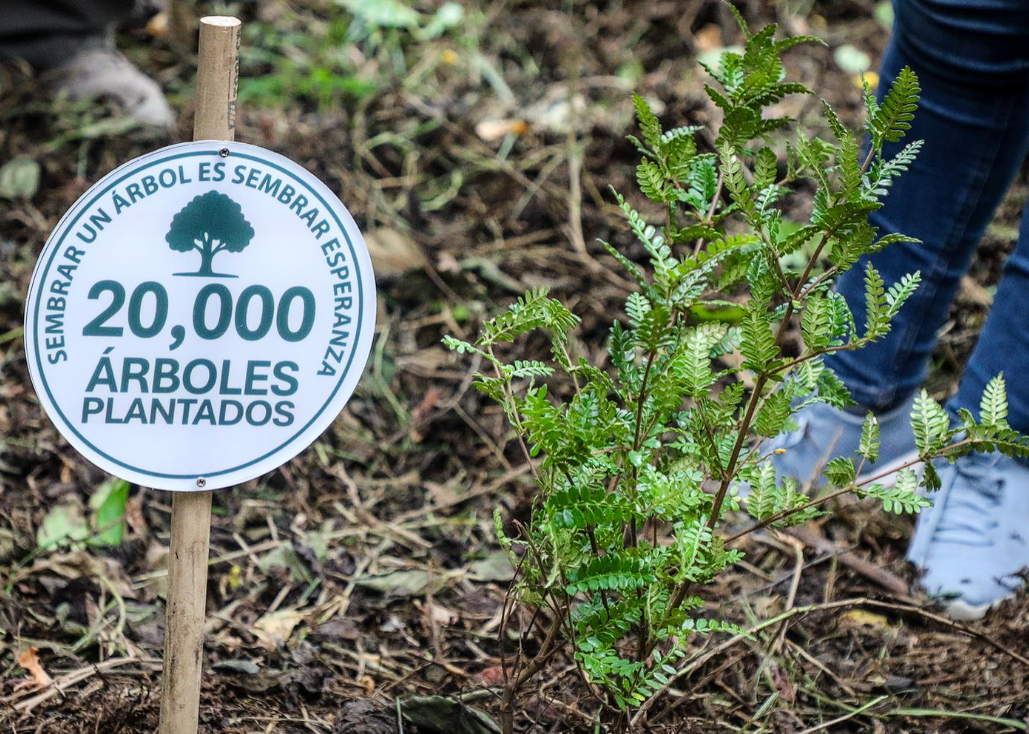 |Chía| y el |Colegio Rochester| alcanzan la meta de 20 mil árboles sembrados