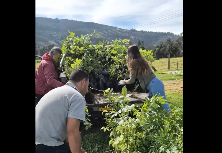 Nueva fase de |restauración ambiental| avanza en las rondas de las |quebradas| + Video