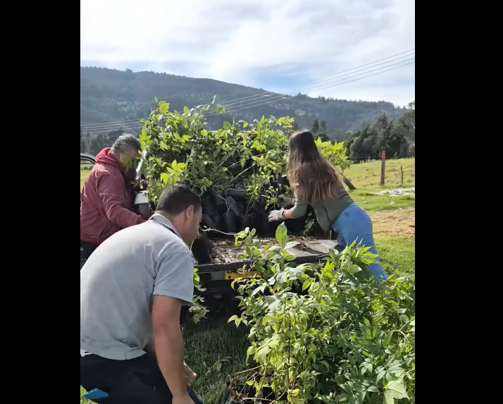 Nueva fase de |restauración ambiental| avanza en las rondas de las |quebradas| + Video