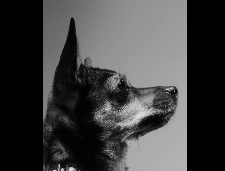 |Cundinamarca| invita a celebrar sin |pólvora| y proteger a los animales + Video