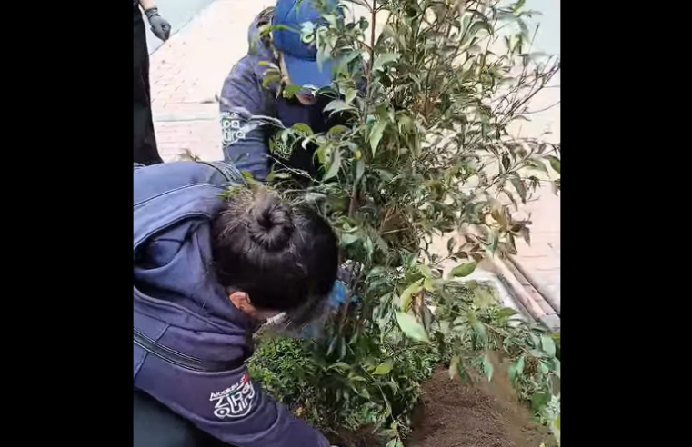 Reemplazo y |reforestación| embellecen la |avenida 15| + Video